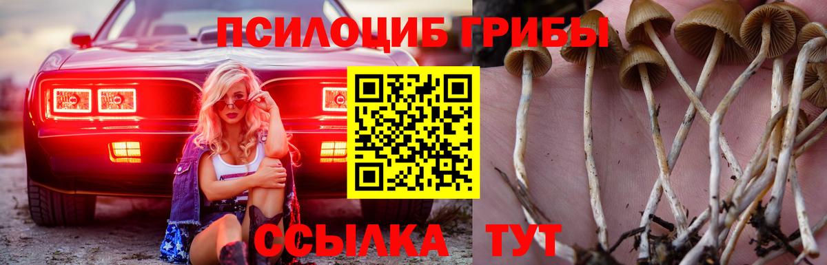 Псилоцибиновые грибы Psilocybe  Вход с VPN  купить наркоту  Псилоцибиновые грибы Psilocybe  Гурьевск 